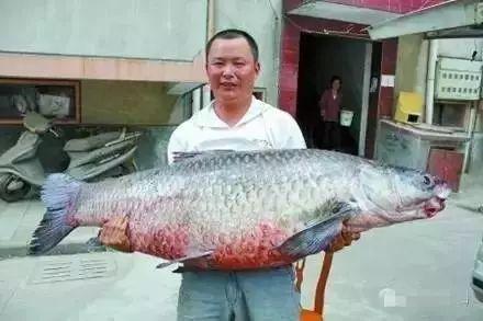 青鱼视频国产3,探索青春光影下的情感世界